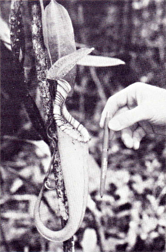 lnsect-eating pitcher plant (Borneo), Foto by Stephen Sokoloff, IFSR Newsletter 1994 Vol 13 No 1 (32)